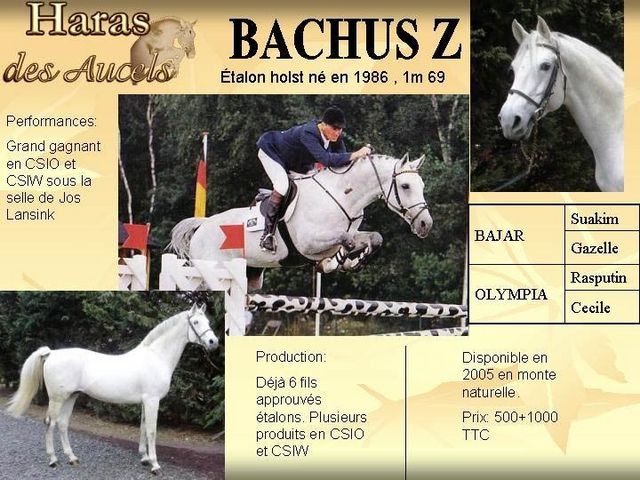 Bachus Z